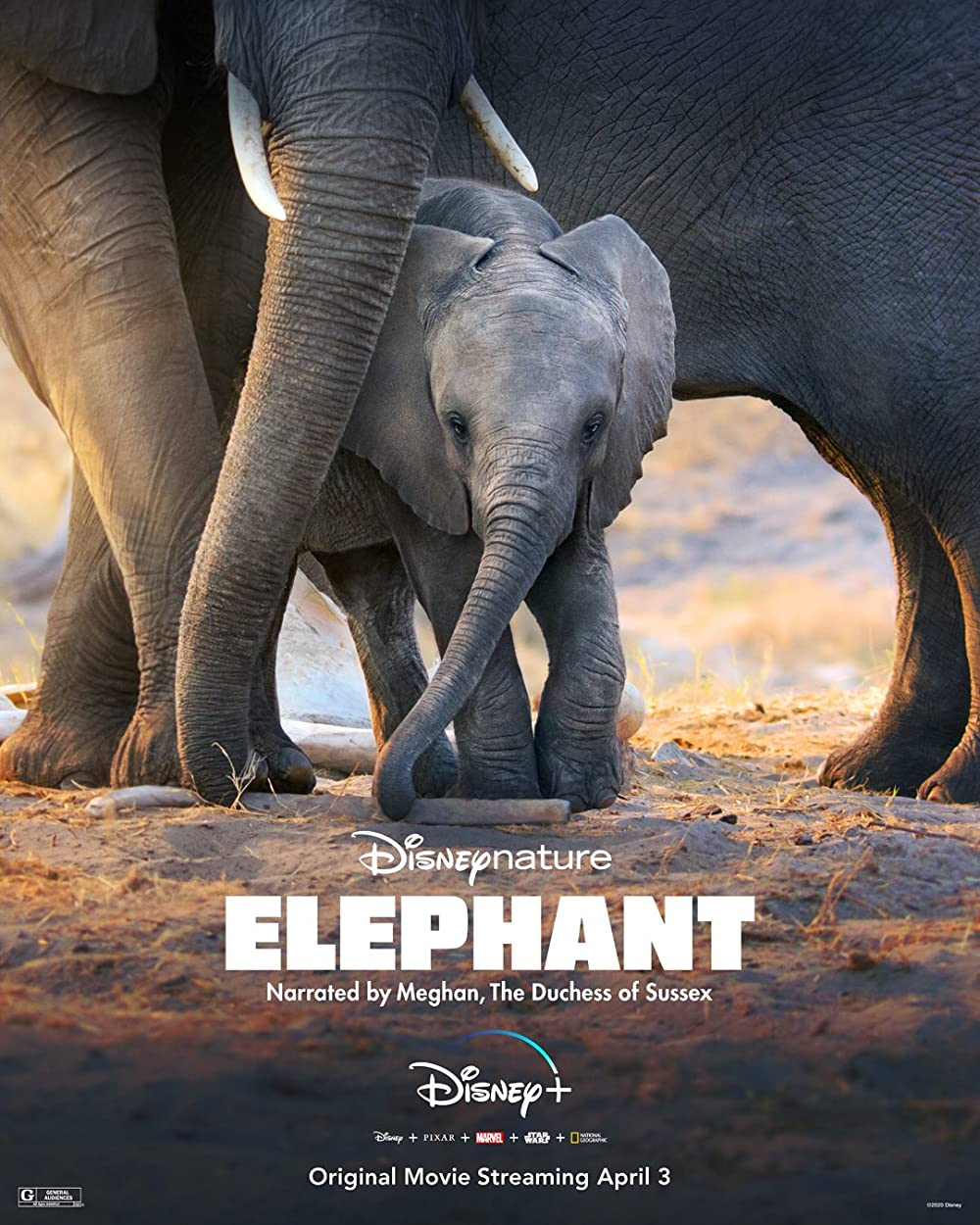 Best Documentaries On Disney Plus: Elephant