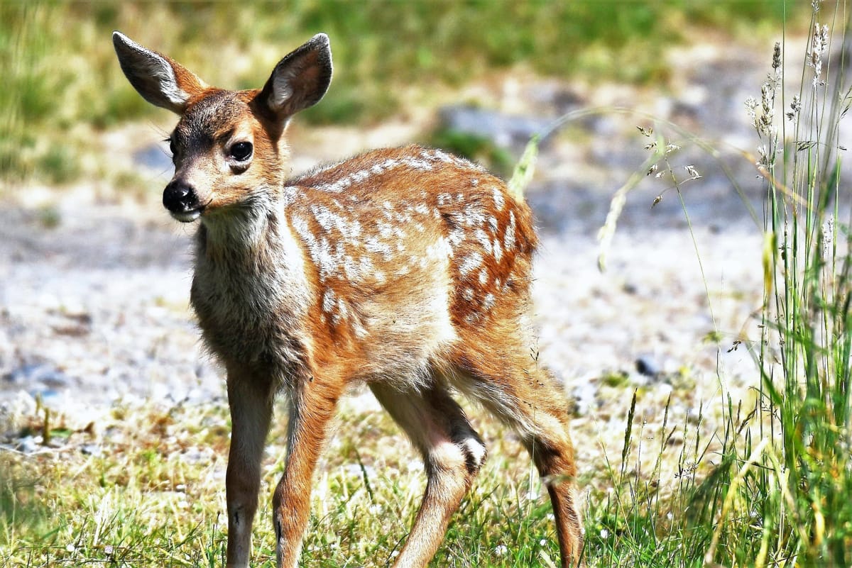 disneys-bambi-remake-shows-future-of-their-streaming-service