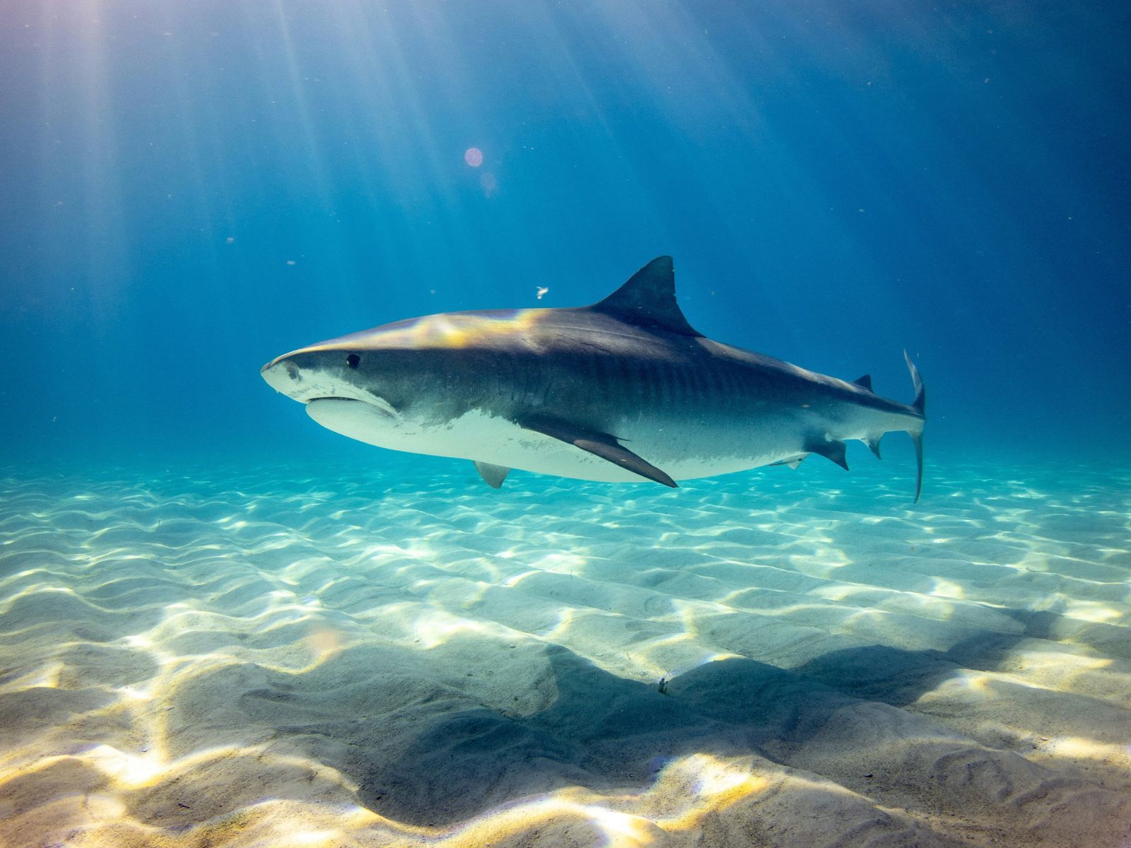 Best Shark Movies on Netflix, Unsplash