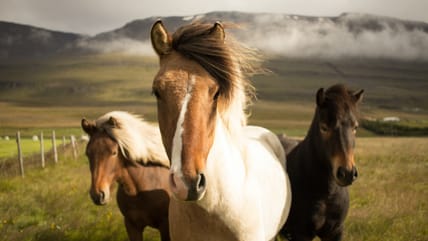 20 Best Horse Movies Of All Time And Where To Stream Them