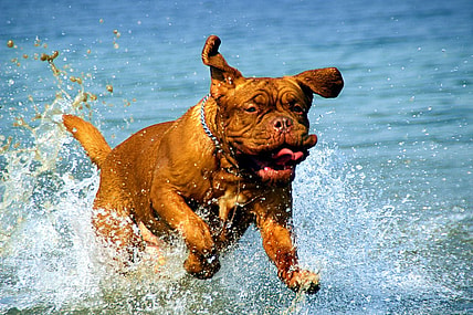 Disney-Rebooting-Turner-Hooch