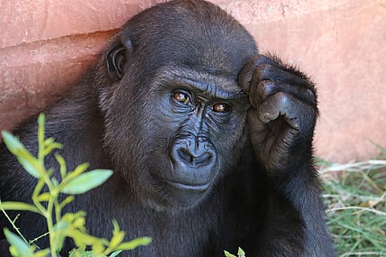 How To Watch Planet Of The Apes