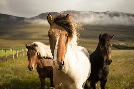 Best Horse Movies
