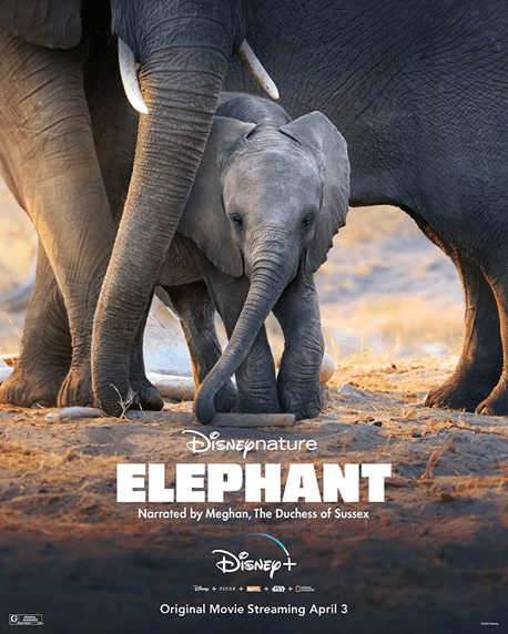 15 Best Documentaries On Disney Plus: Explore The World Through The Screen 4 Best Documentaries On Disney Plus: Elephant