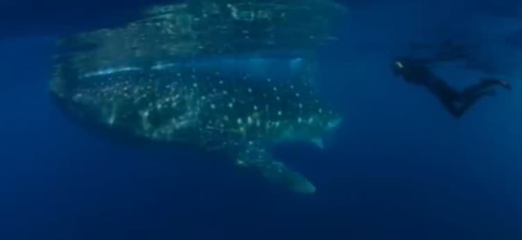 5 Best Shark Movies On Netflix 7 5 Best Shark Movies On Netflix