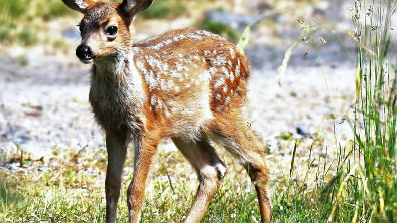 Disney'S &Quot;Bambi&Quot; Remake Shows The Future Of Its Streaming Service 2 Disneys-Bambi-Remake-Shows-Future-Of-Their-Streaming-Service
