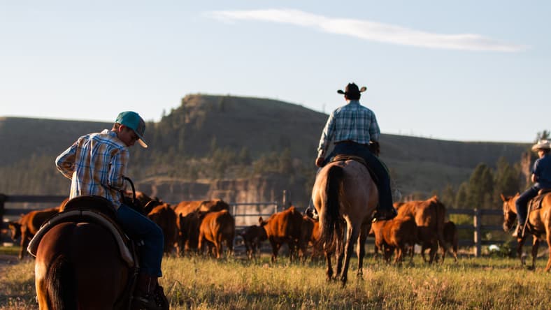 How To Watch Yellowstone Seasons 1-5: A Complete Guide 2 How To Watch Yellowstone