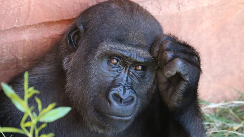 How To Watch Planet Of The Apes In Order 2 How To Watch Planet Of The Apes
