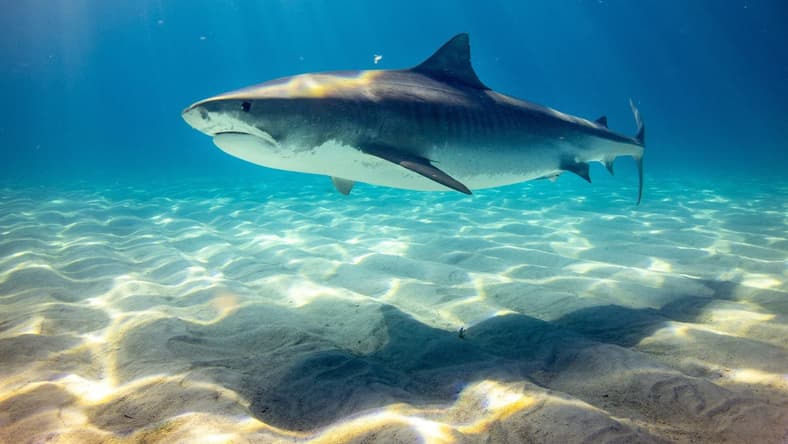 5 Best Shark Movies On Netflix 2 Best Shark Movies On Netflix, Unsplash