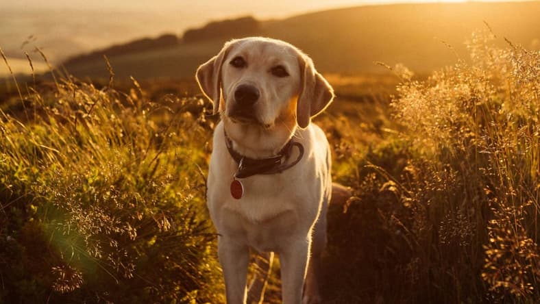 Best Movies About Dogs, Unsplash