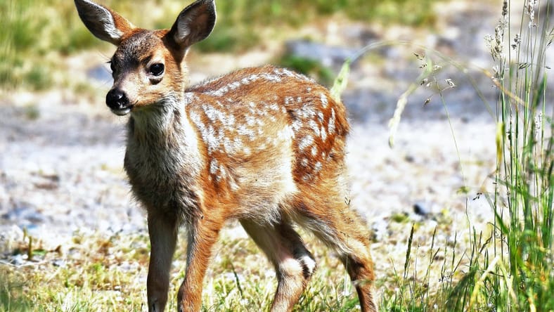 Disneys-Bambi-Remake-Shows-Future-Of-Their-Streaming-Service