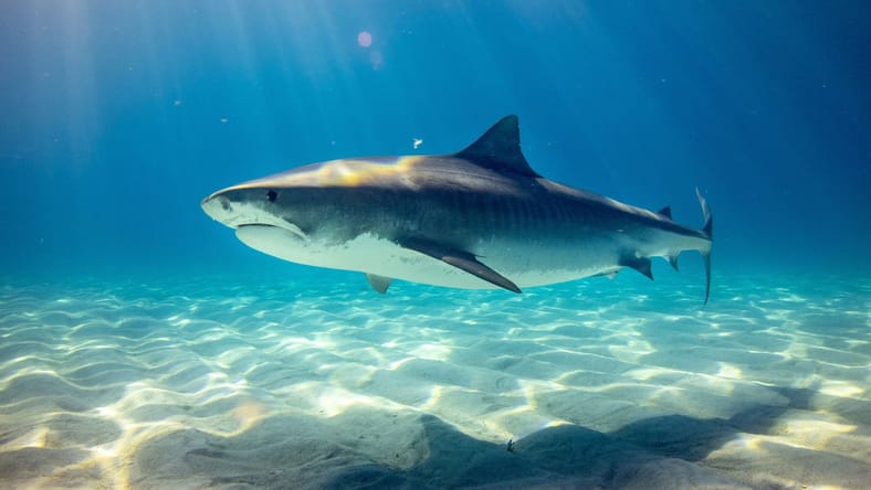 Best Shark Movies On Netflix, Unsplash