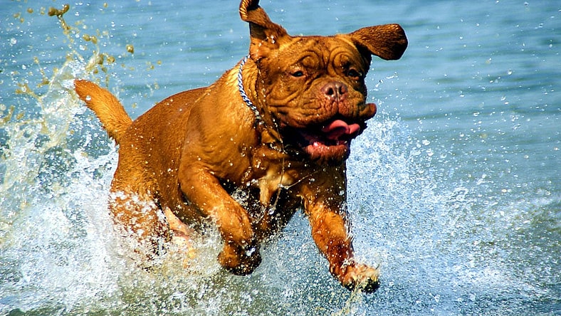 Disney-Rebooting-Turner-Hooch