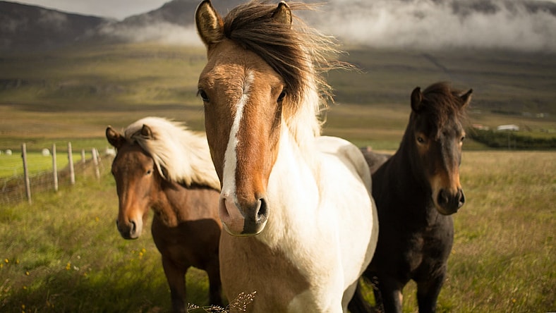 Best Horse Movies