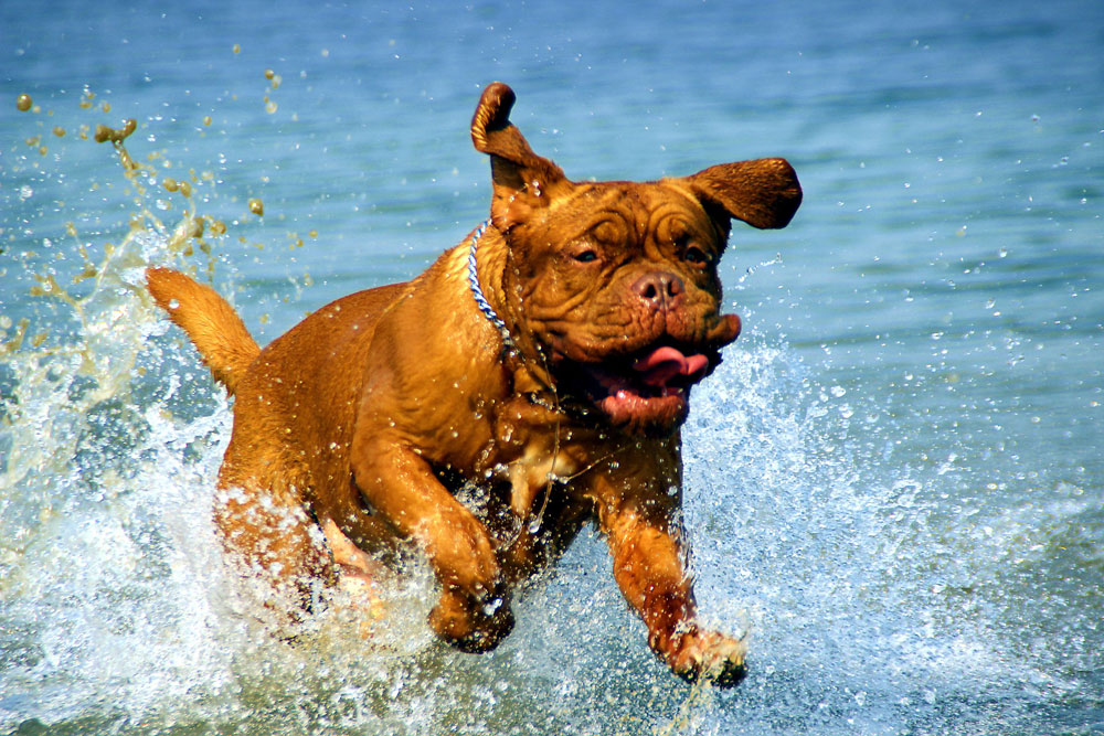 Disney+ ruining classics as Turner & Hooch gets reboot TV series