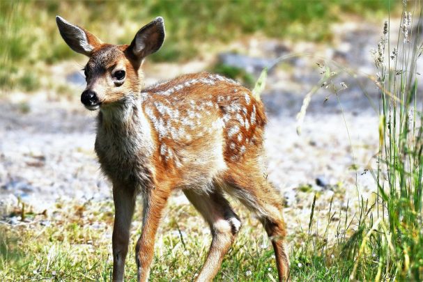 Disney'S &Quot;Bambi&Quot; Remake Shows The Future Of Its Streaming Service 1 Disneys-Bambi-Remake-Shows-Future-Of-Their-Streaming-Service
