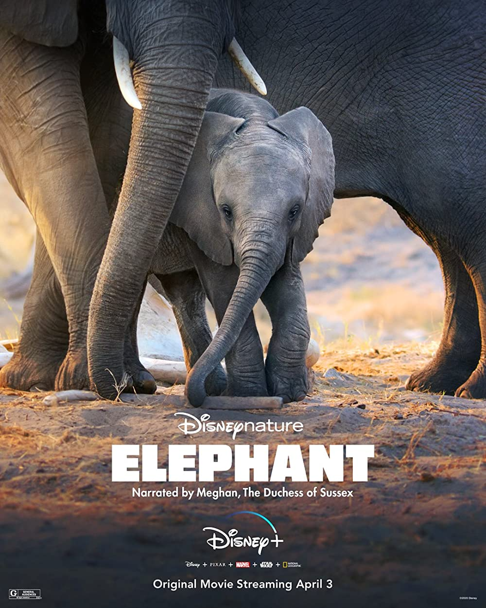 Best Documentaries on Disney Plus: Elephant