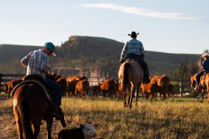 How To Watch Yellowstone