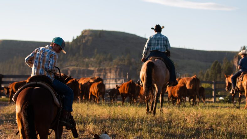 How To Watch Yellowstone