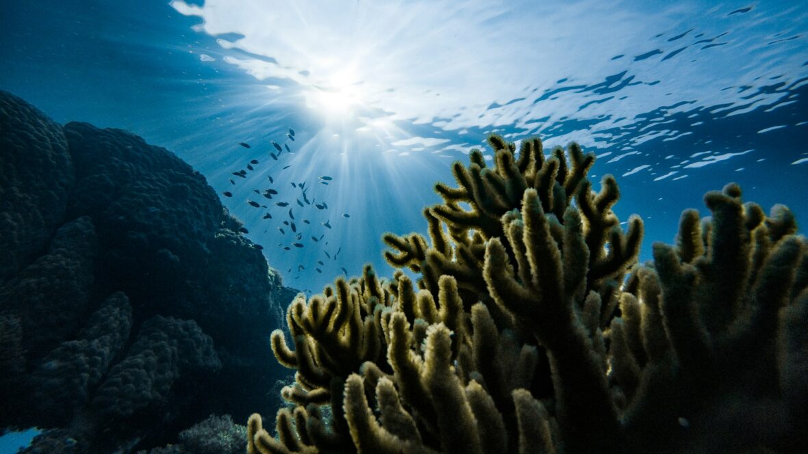 15 Best Ocean Documentaries