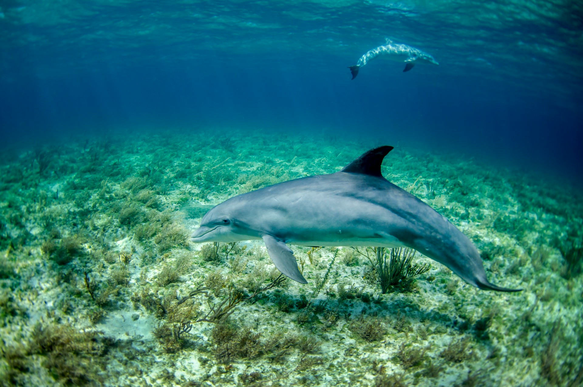 15 Best Ocean Documentaries