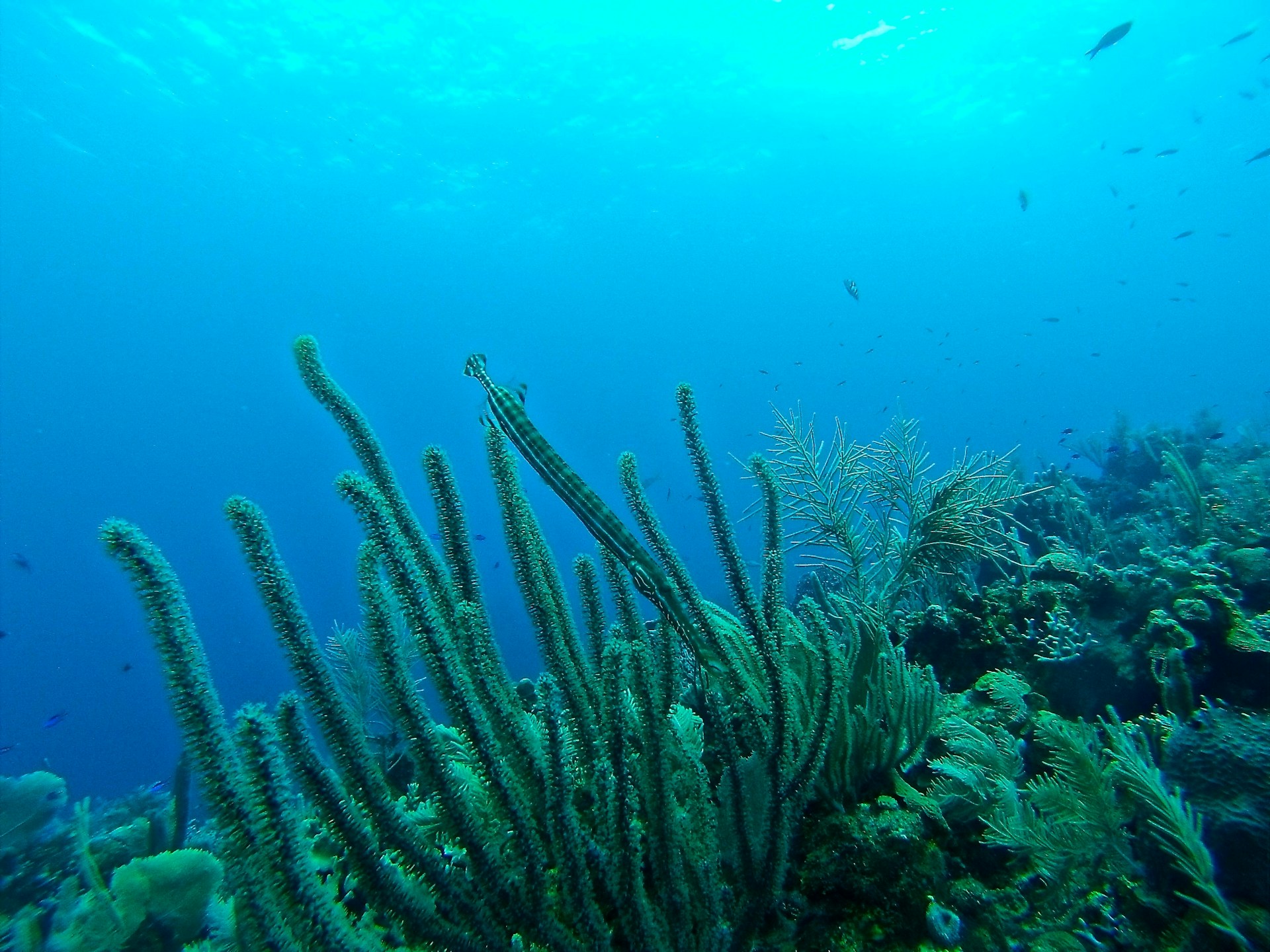 15 Best Ocean Documentaries