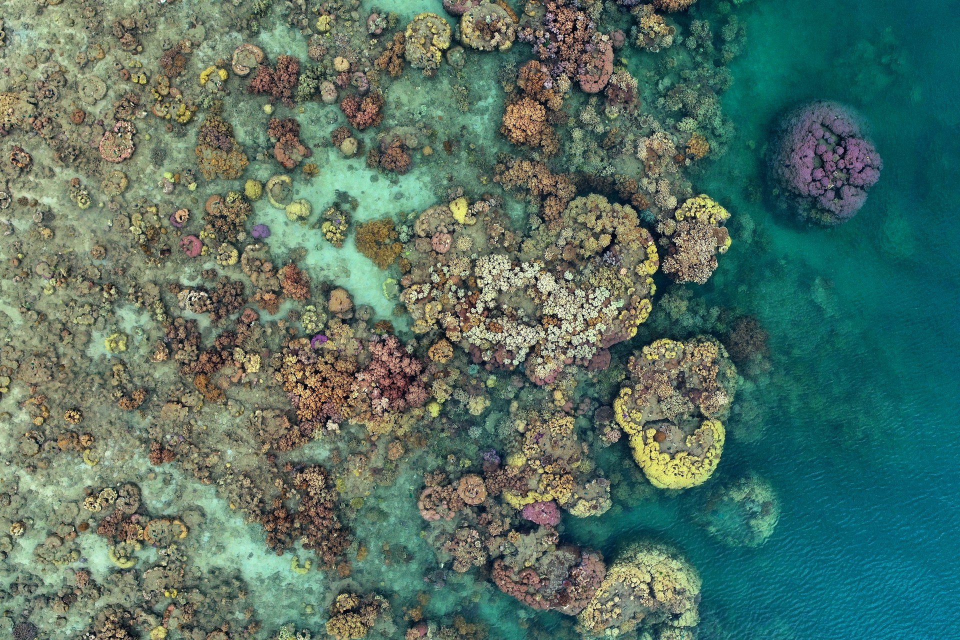 15 Best Ocean Documentaries