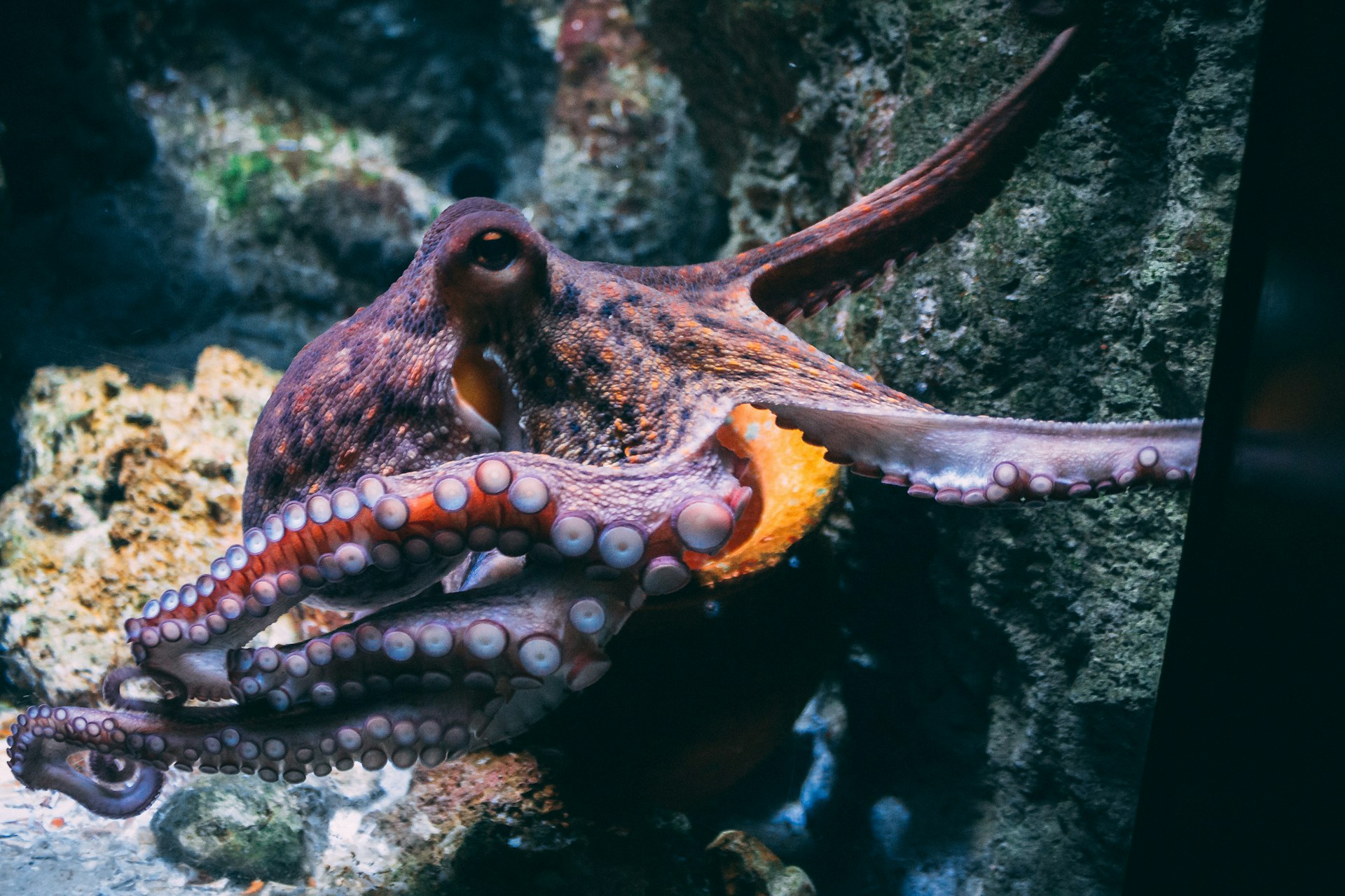 15 Best Ocean Documentaries