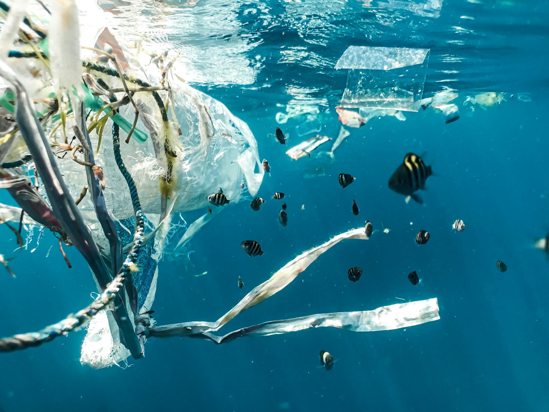 15 Best Ocean Documentaries