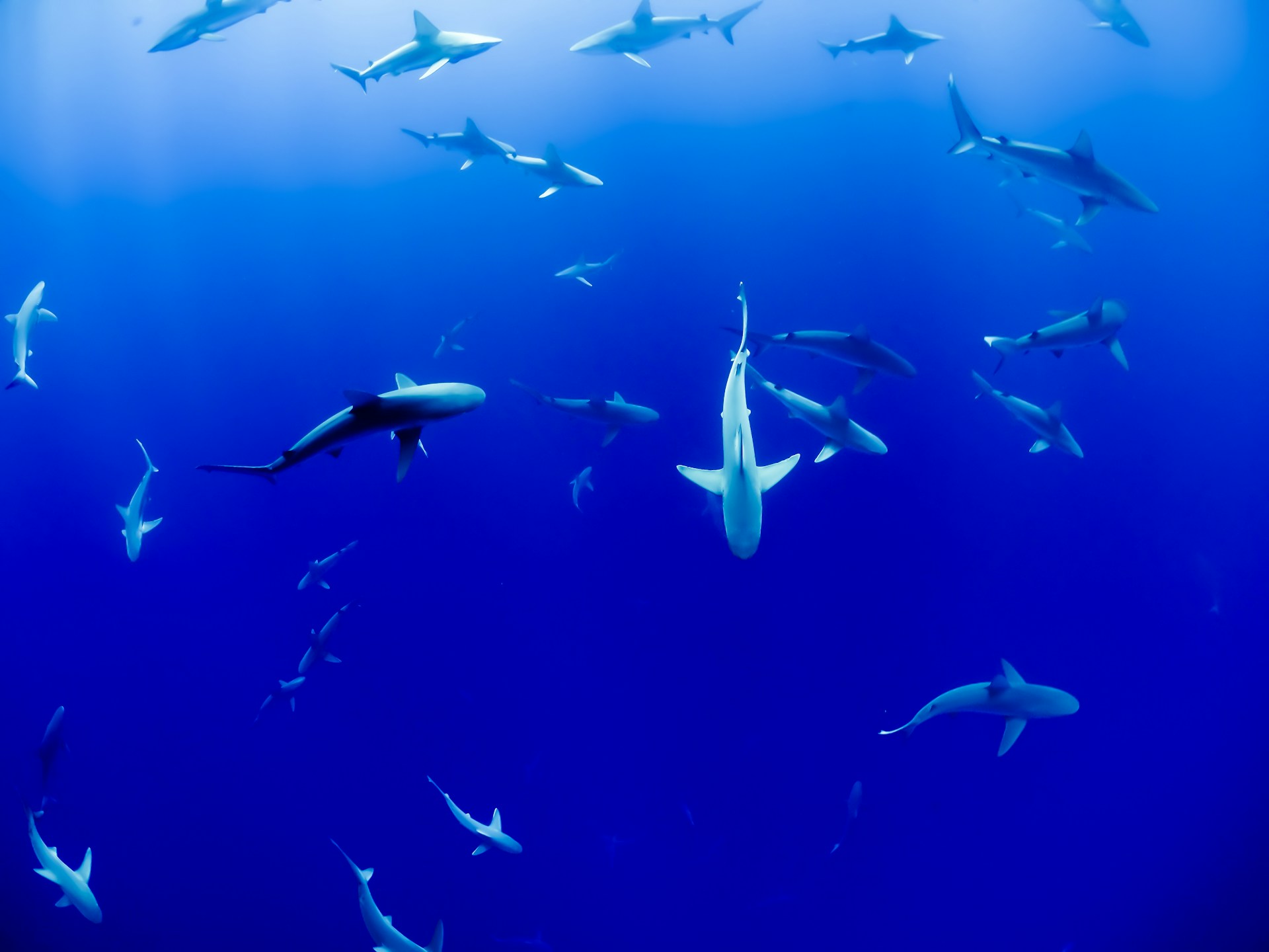 15 Best Ocean Documentaries