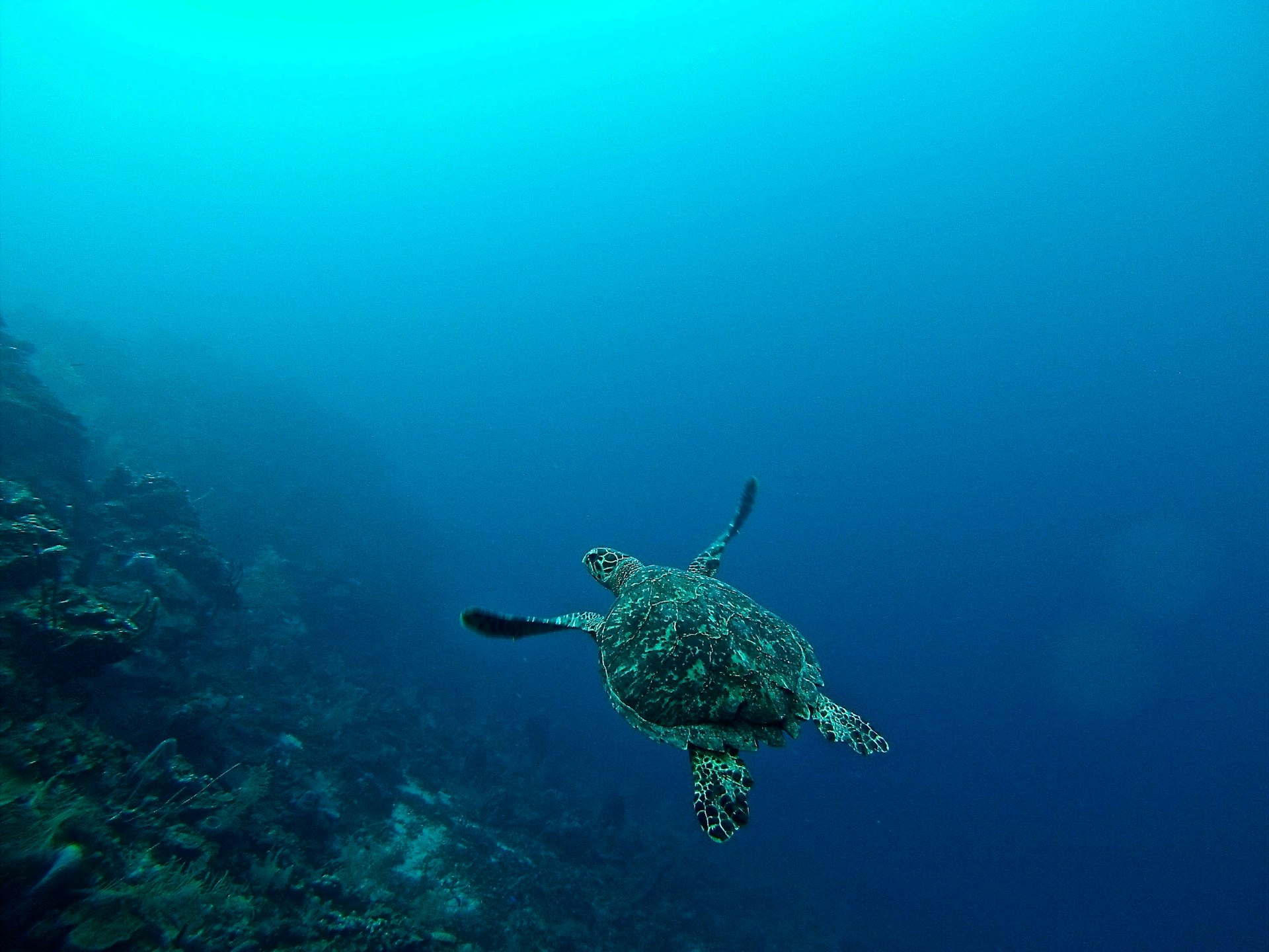 15 Best Ocean Documentaries