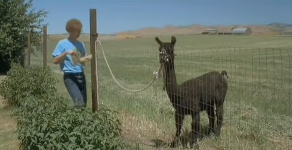 Tina, Napoleon Dynamite, Fox Searchlight Pictures