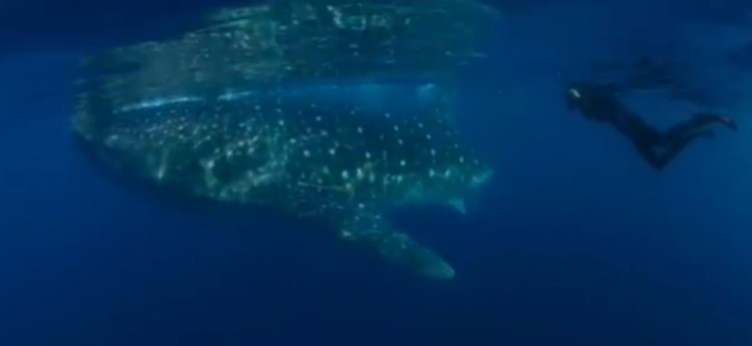 5 Best Shark Movies On Netflix 5 5 Best Shark Movies On Netflix